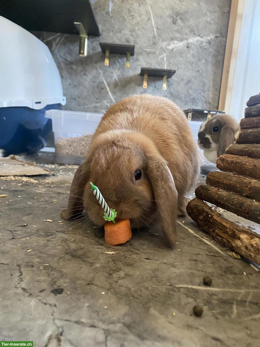 Bild 3: Zutrauliche Widder-Kaninchen suchen neues liebevolles Zuhause