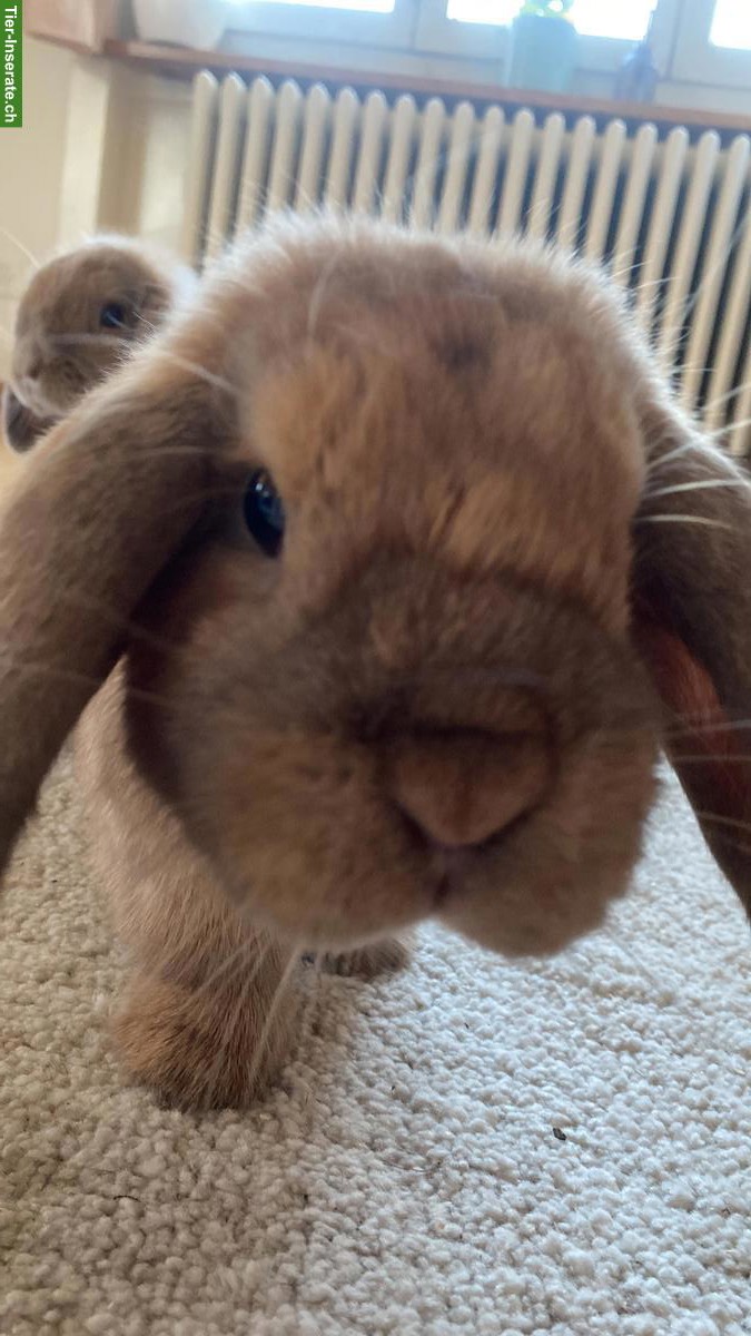 Bild 4: Zutrauliche Widder-Kaninchen suchen neues liebevolles Zuhause