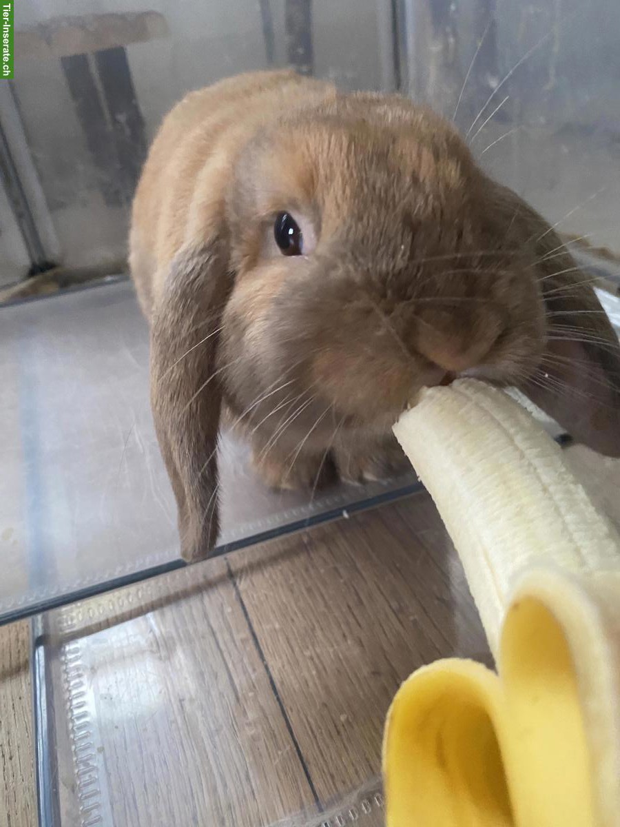Bild 5: Zutrauliche Widder-Kaninchen suchen neues liebevolles Zuhause