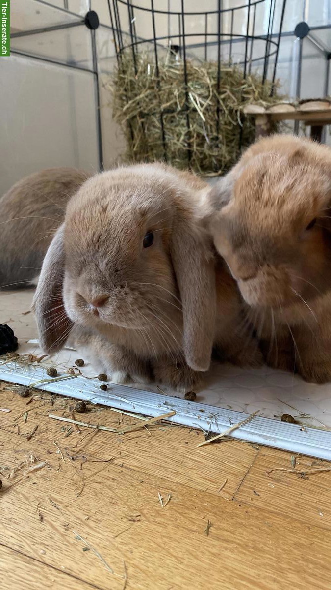 Bild 6: Zutrauliche Widder-Kaninchen suchen neues liebevolles Zuhause