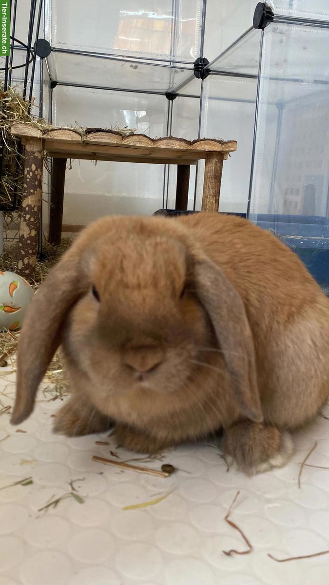 Bild 7: Zutrauliche Widder-Kaninchen suchen neues liebevolles Zuhause