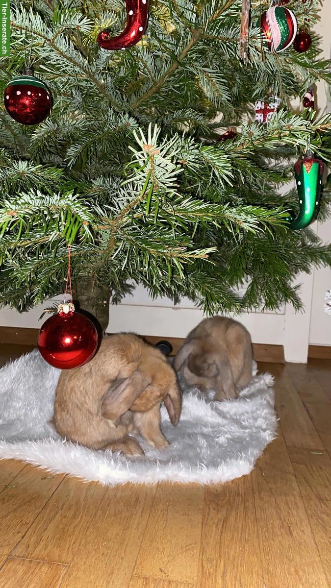 Bild 8: Zutrauliche Widder-Kaninchen suchen neues liebevolles Zuhause