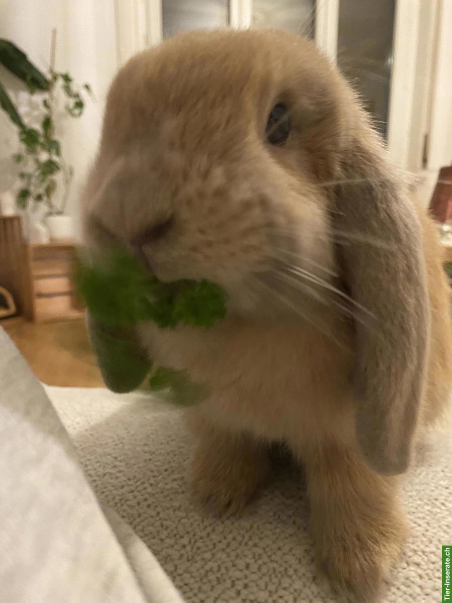 Bild 9: Zutrauliche Widder-Kaninchen suchen neues liebevolles Zuhause
