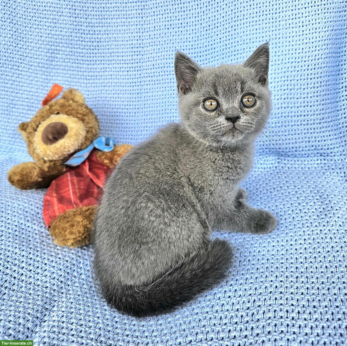 Junges Britisch Kurzhaar Katerchen aus Hobbyzucht