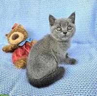 Junges Britisch Kurzhaar Katerchen aus Hobbyzucht