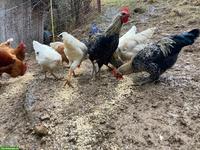 Wunderschöne Junghähne zu verkaufen