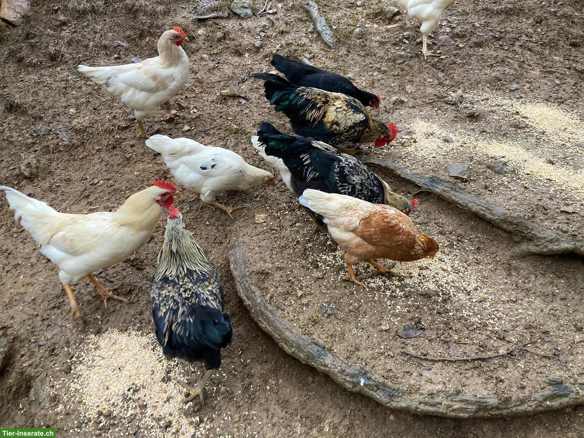 Bild 2: Wunderschöne Junghähne zu verkaufen