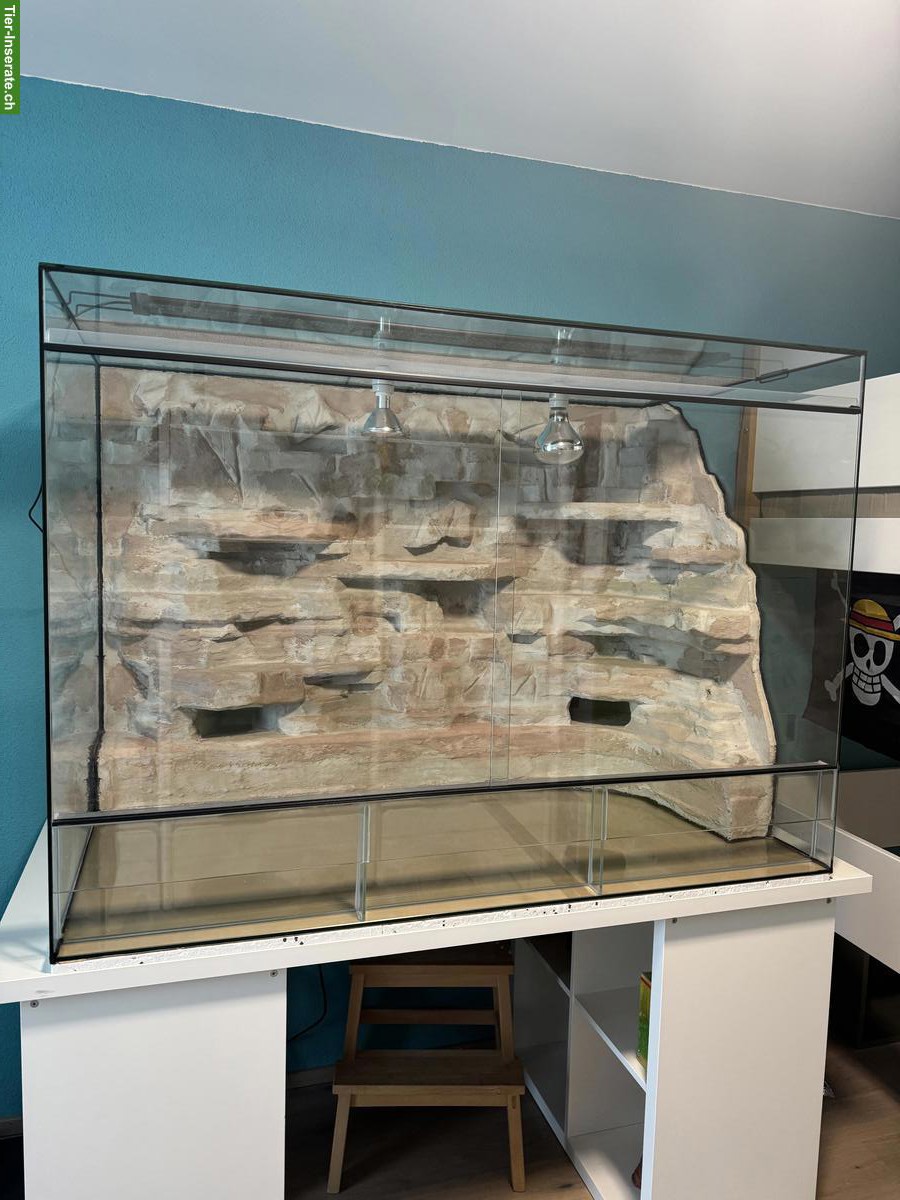 Reptilien Terrarium mit Rückwand, Beleuchtung & Zubehör