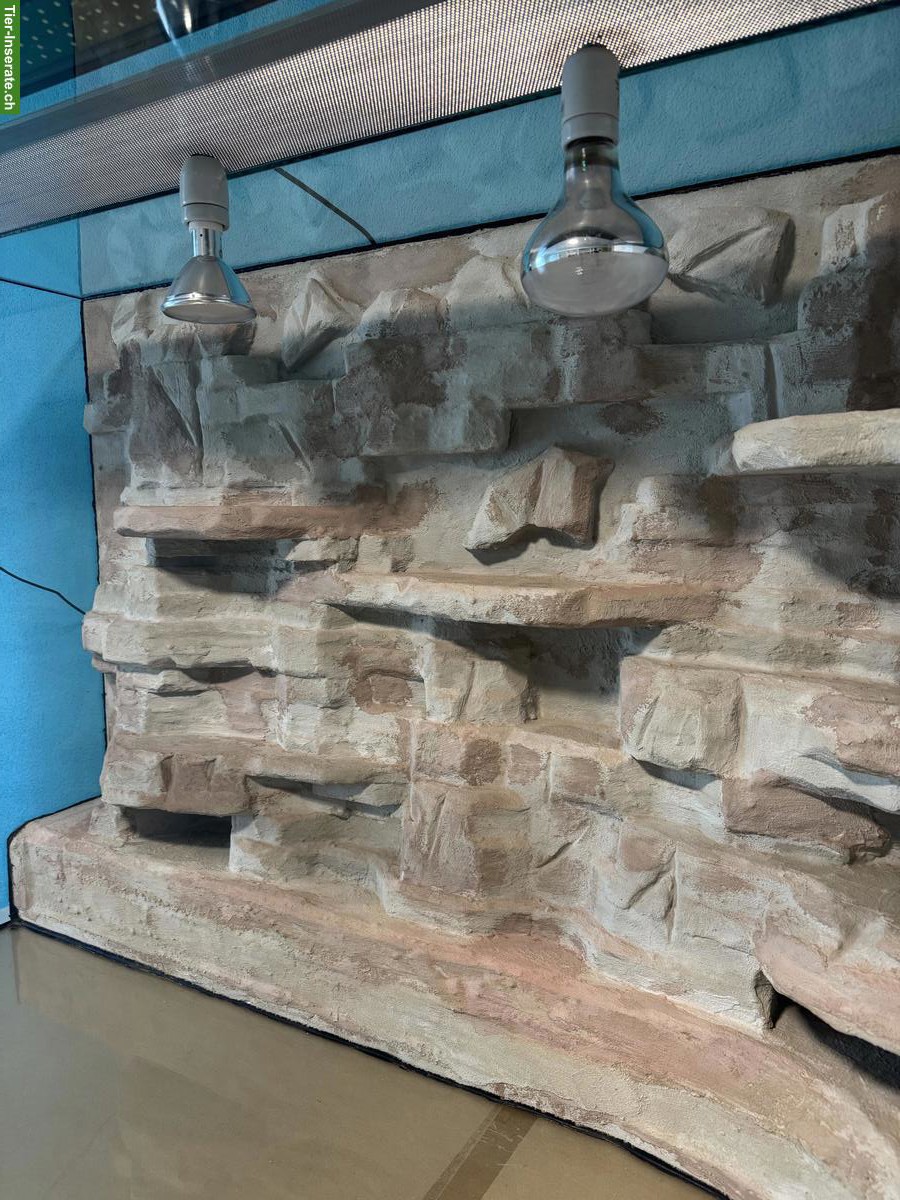 Bild 3: Reptilien Terrarium mit Rückwand, Beleuchtung & Zubehör