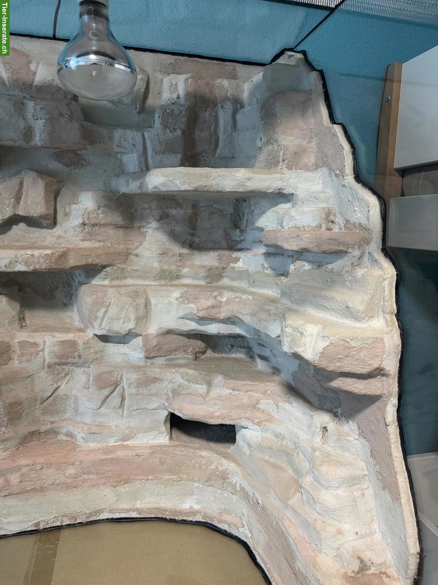 Bild 4: Reptilien Terrarium mit Rückwand, Beleuchtung & Zubehör