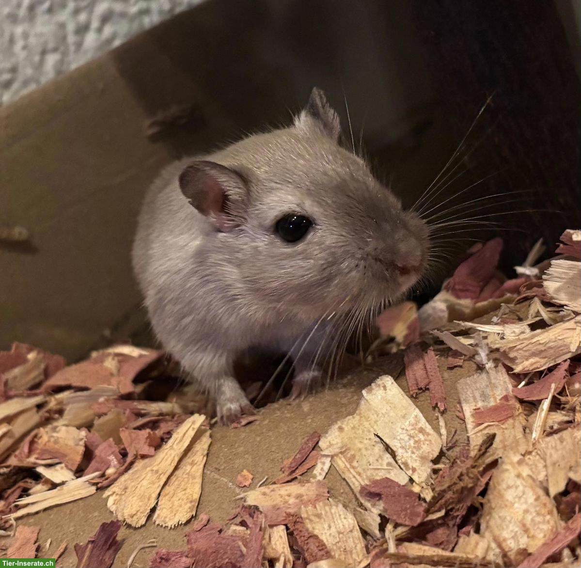 Rennmaus zur Vergesellschaftung abzugeben