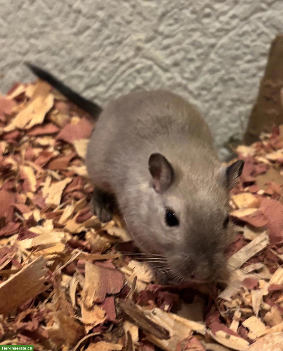 Bild 2: Rennmaus zur Vergesellschaftung abzugeben