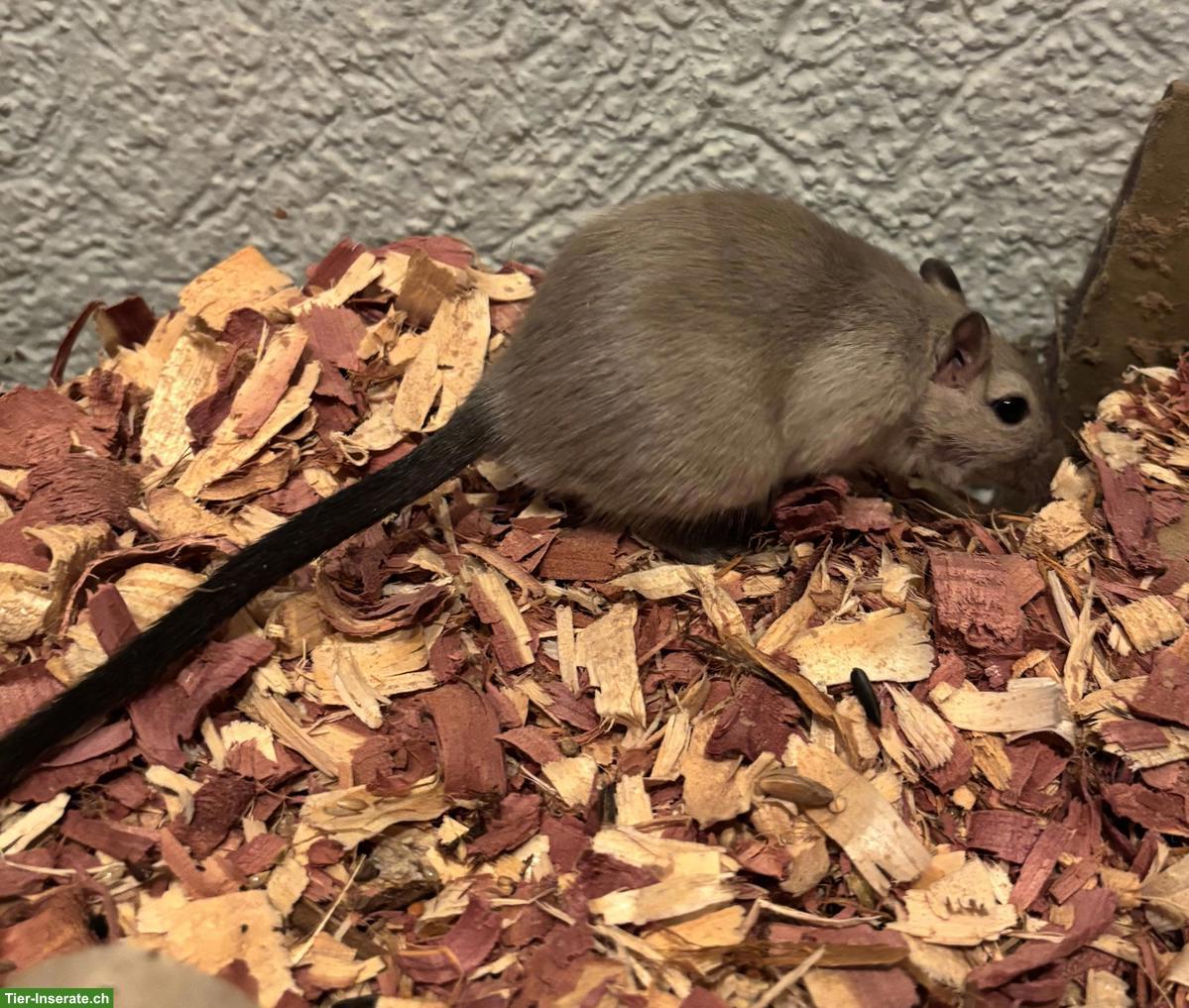 Bild 3: Rennmaus zur Vergesellschaftung abzugeben