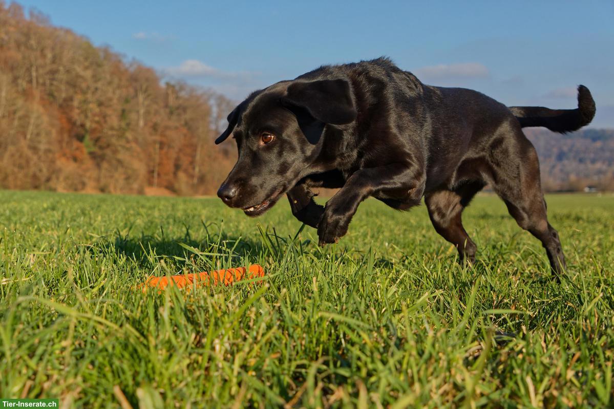 Bild 3: Dummytraining Region Brugg - Neues Angebot bei Hunderlei