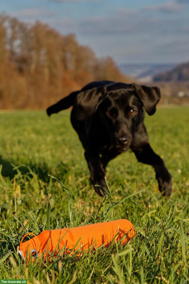 Bild 4: Dummytraining Region Brugg - Neues Angebot bei Hunderlei