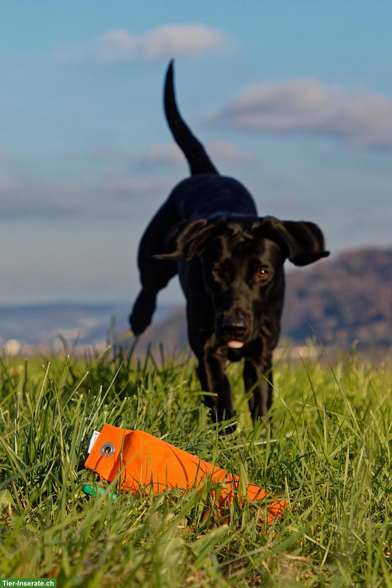 Bild 5: Dummytraining Region Brugg - Neues Angebot bei Hunderlei