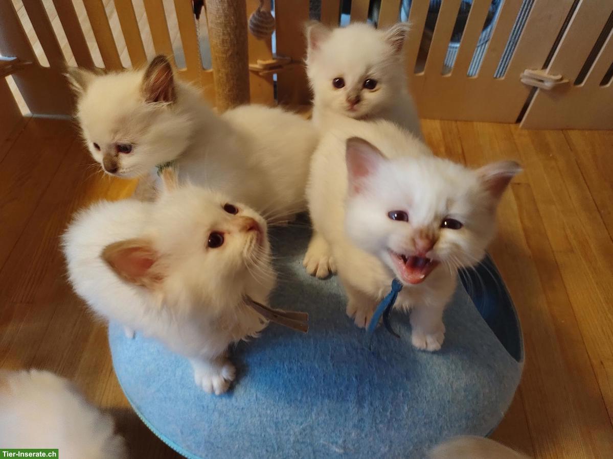 Heilige Birma Kitten Cinnamon Fawn und Choclate Point