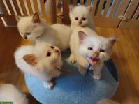 Heilige Birma Kitten Cinnamon Fawn und Choclate Point