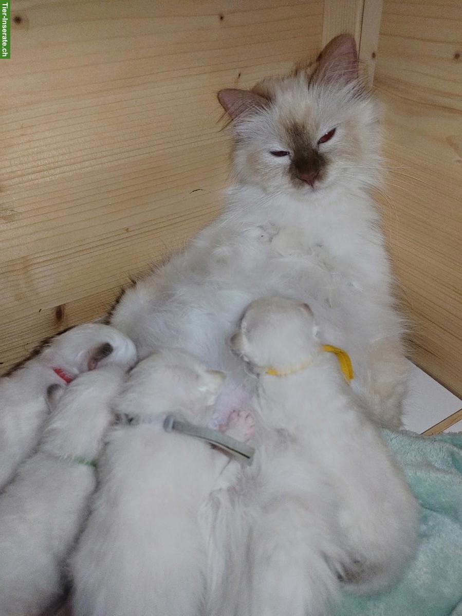 Bild 2: Heilige Birma Kitten Cinnamon Fawn und Choclate Point