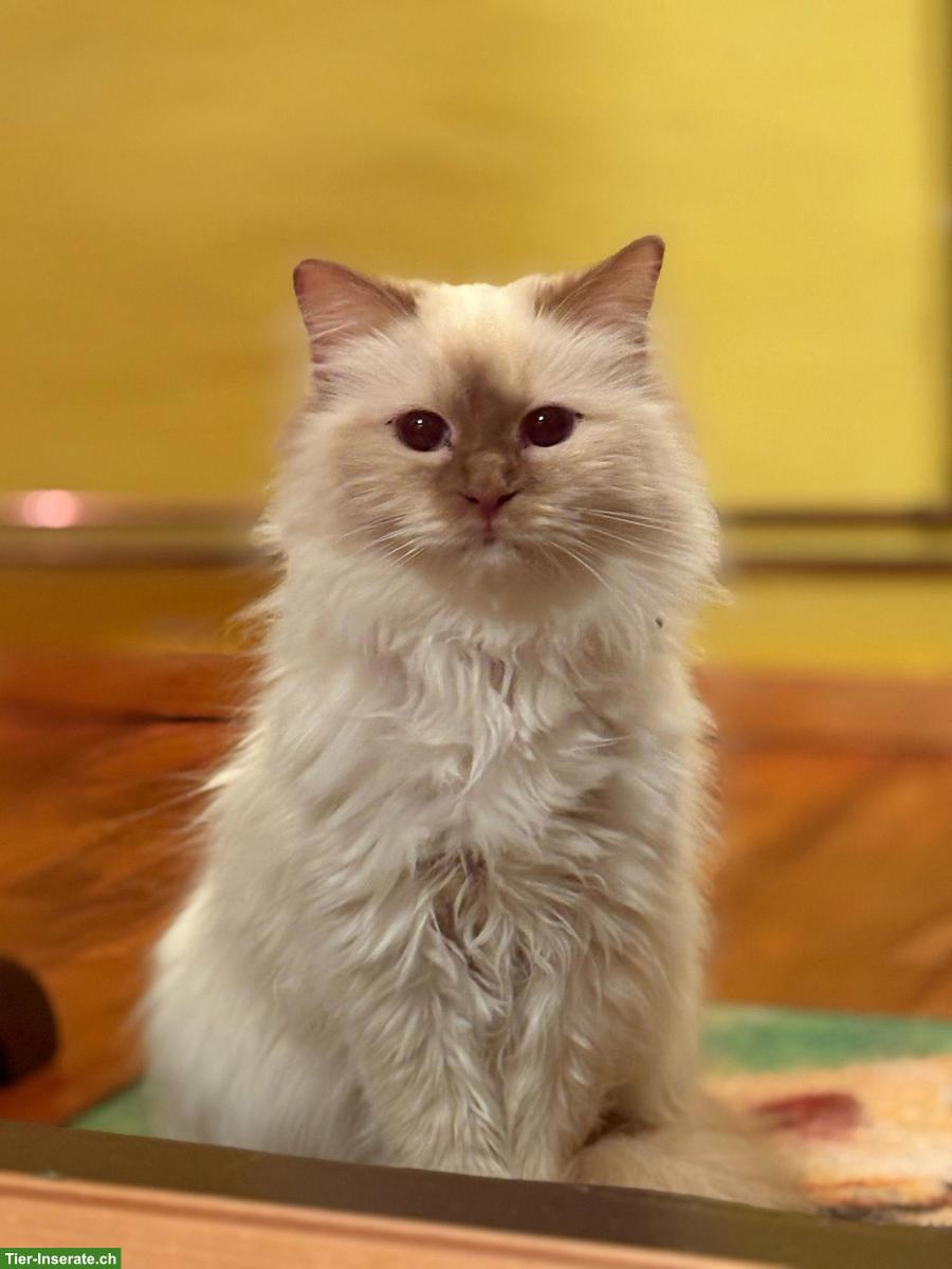 Bild 4: Heilige Birma Kitten Cinnamon Fawn und Choclate Point