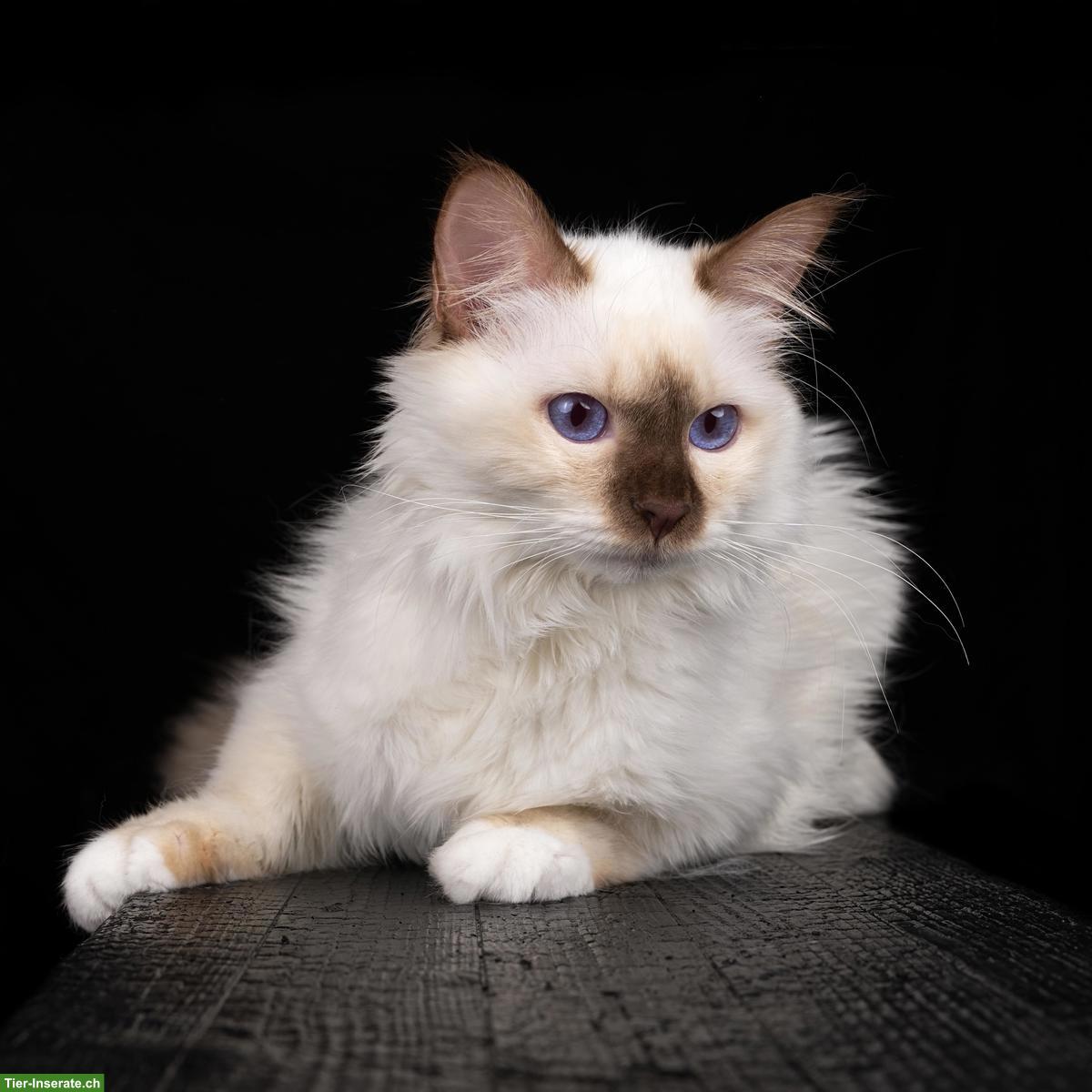 Bild 6: Heilige Birma Kitten Cinnamon Fawn und Choclate Point