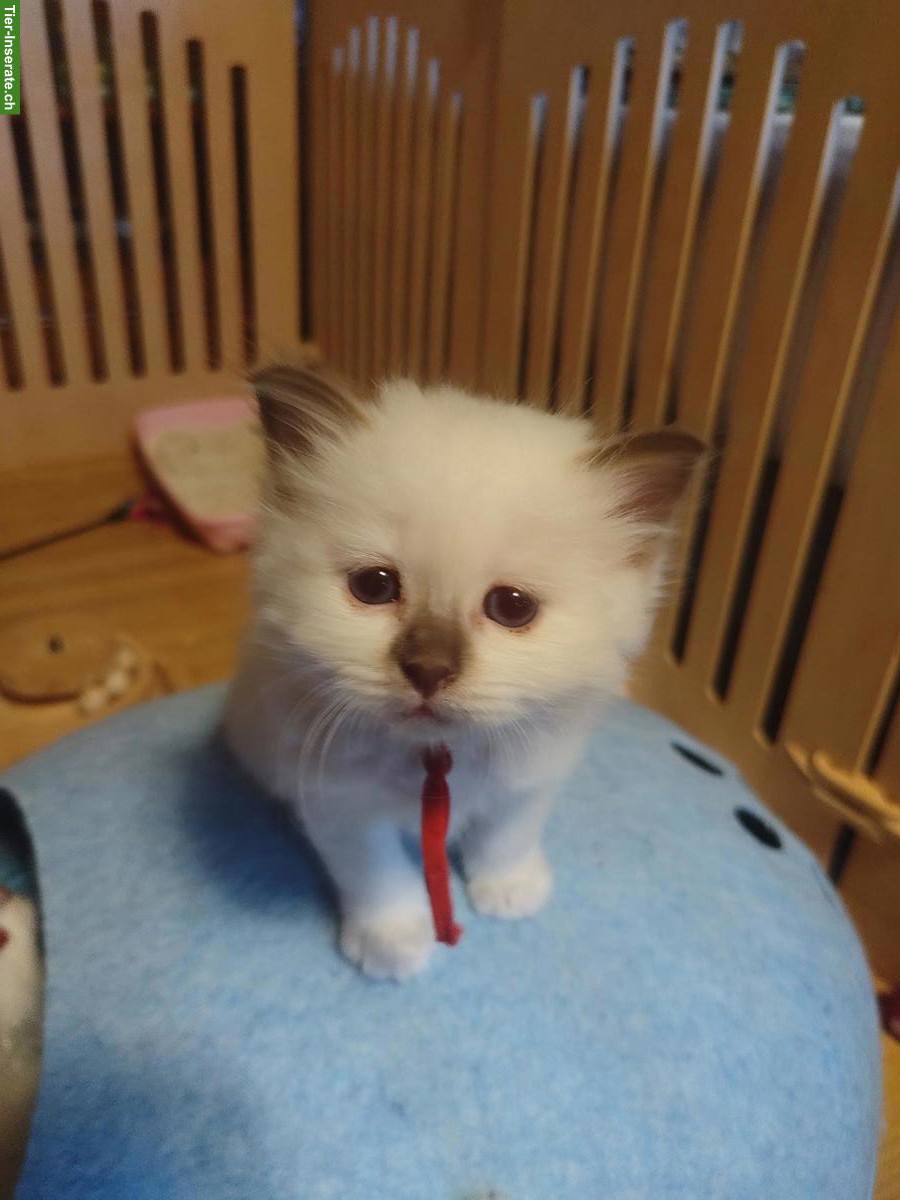 Bild 7: Heilige Birma Kitten Cinnamon Fawn und Choclate Point