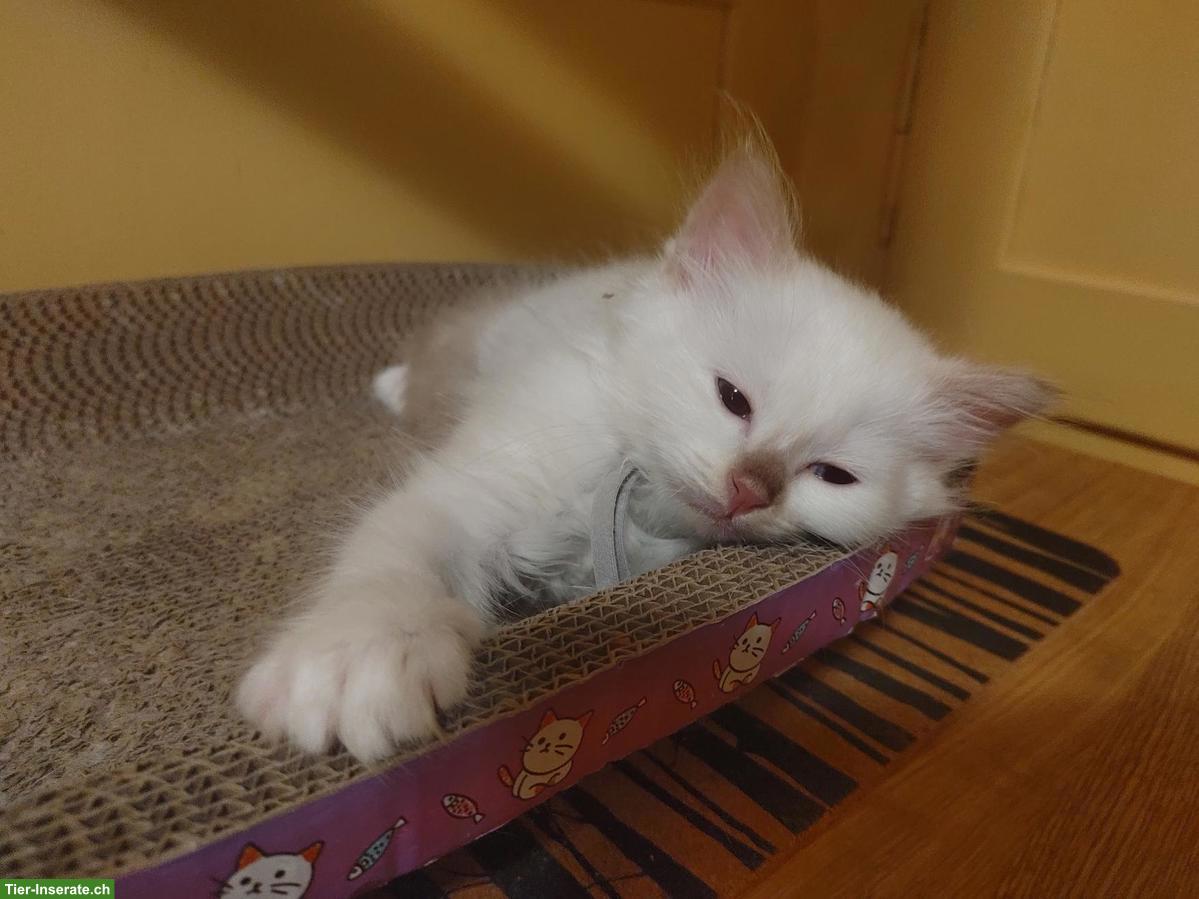 Bild 8: Heilige Birma Kitten Cinnamon Fawn und Choclate Point