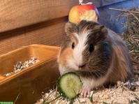 Süsse Meerschweinchen Jungtiere zu verkaufen