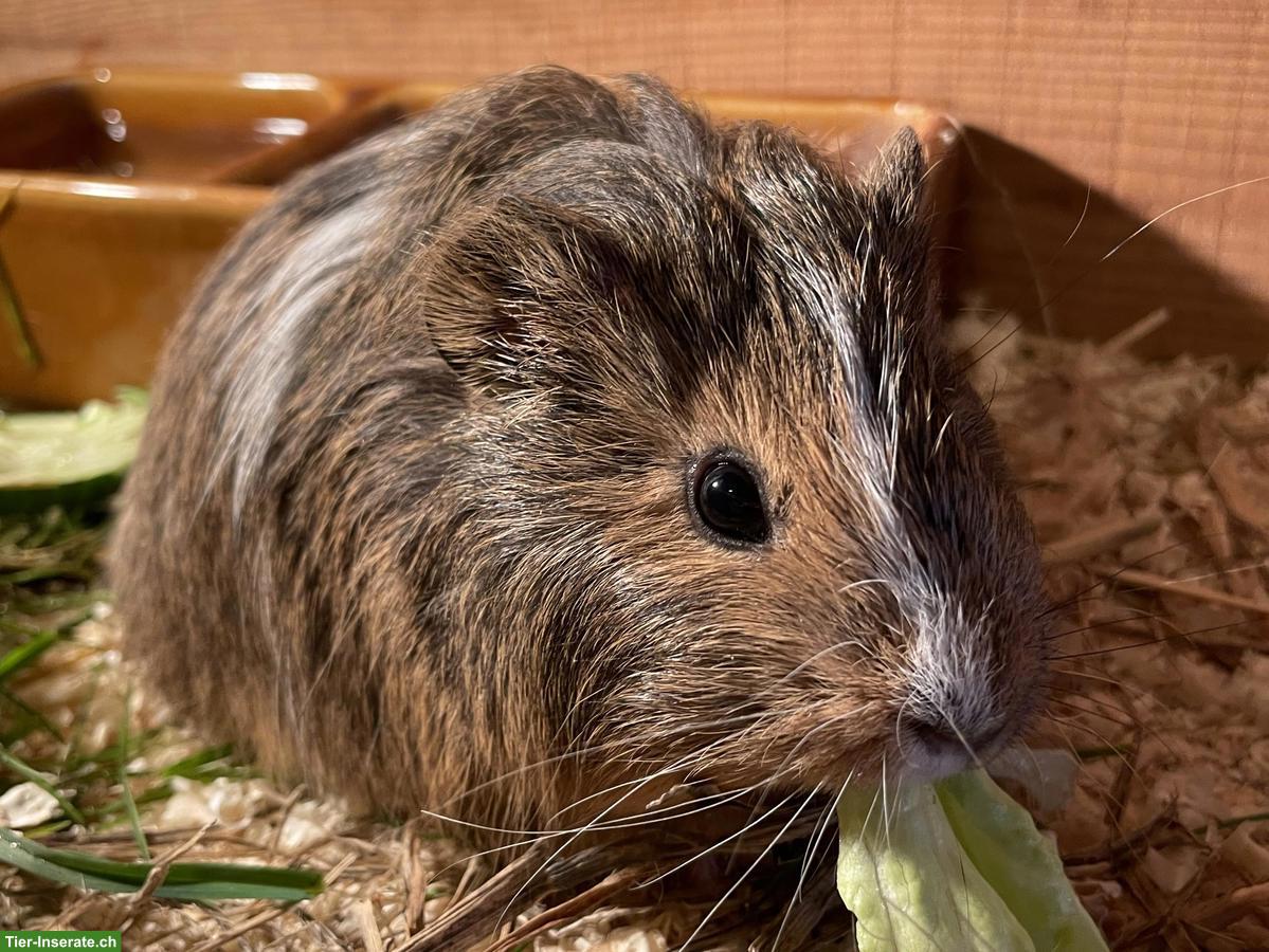 Bild 2: Süsse Meerschweinchen Jungtiere zu verkaufen