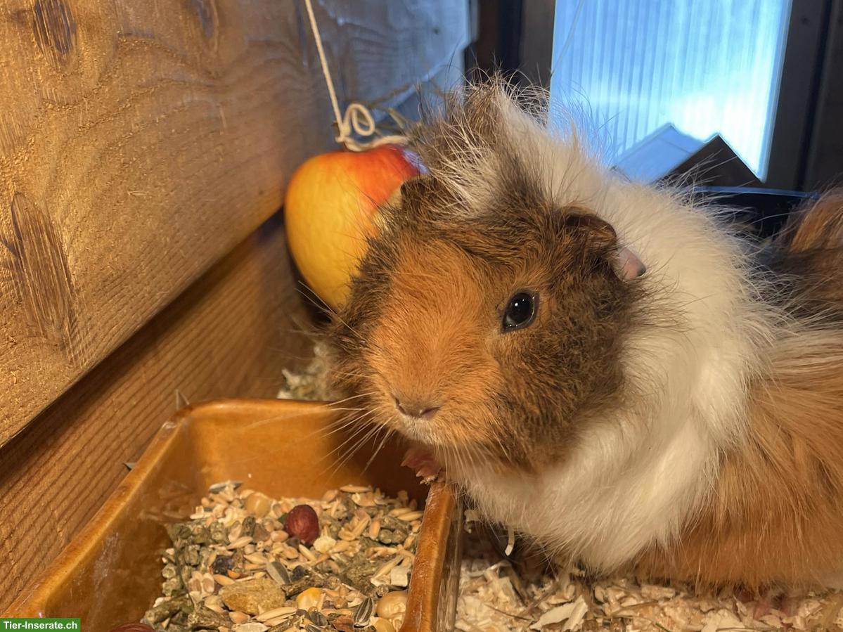 Bild 3: Süsse Meerschweinchen Jungtiere zu verkaufen