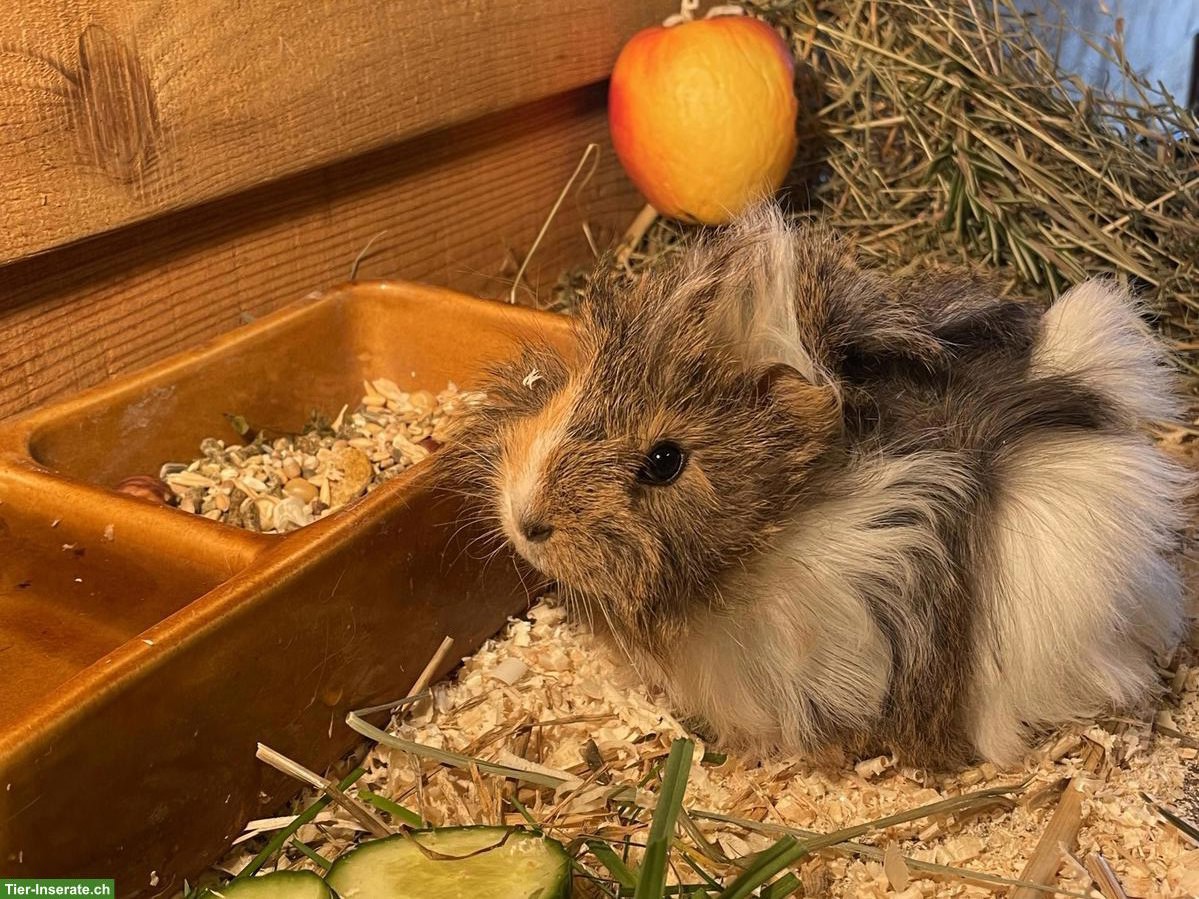 Bild 4: Süsse Meerschweinchen Jungtiere zu verkaufen