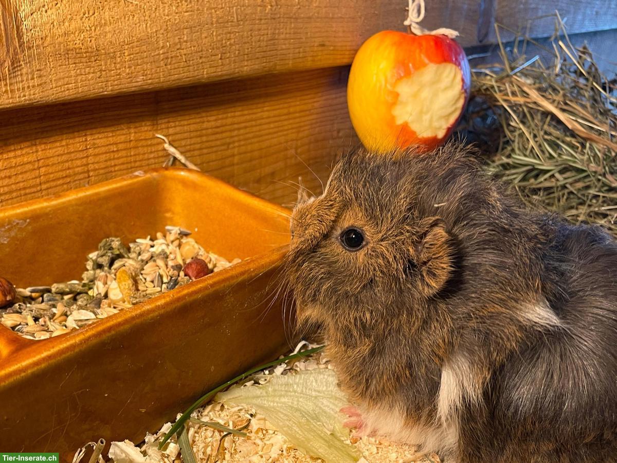 Bild 5: Süsse Meerschweinchen Jungtiere zu verkaufen