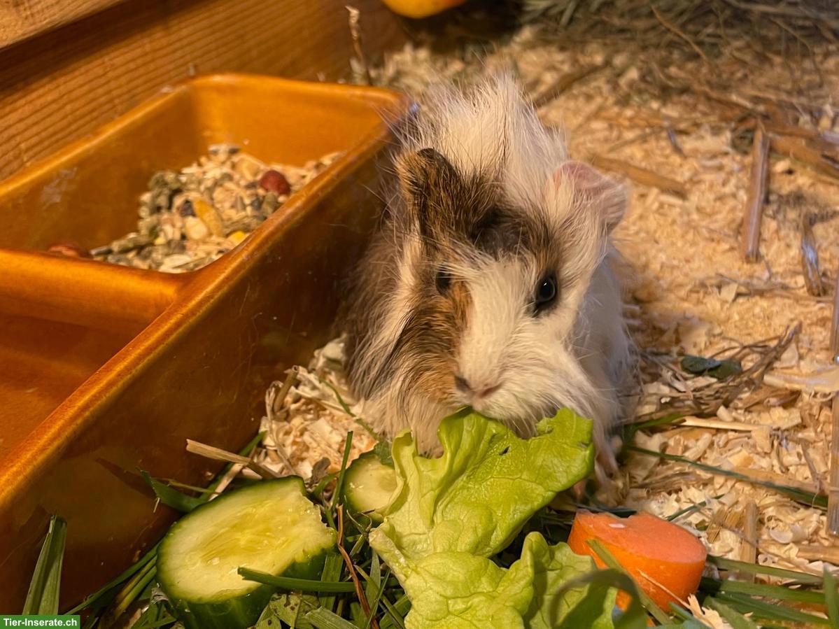 Bild 6: Süsse Meerschweinchen Jungtiere zu verkaufen