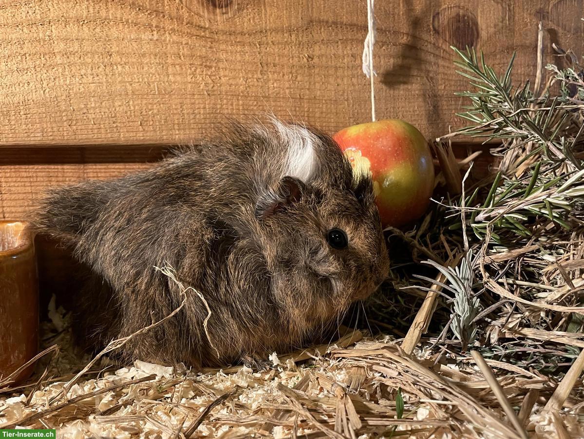 Bild 7: Süsse Meerschweinchen Jungtiere zu verkaufen