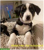 Border Collie/Sennenhund Mix Welpen