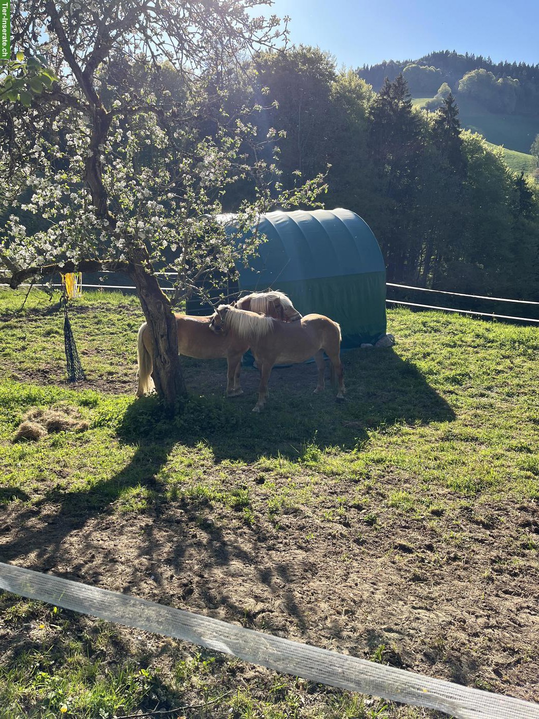 Bild 10: Pferdehaltung, biete Platz für 1-2 Pferde