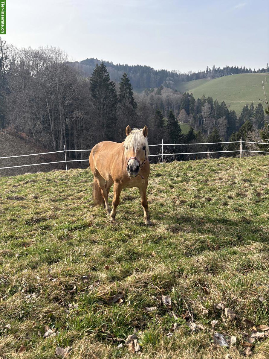 Bild 2: Pferdehaltung, biete Platz für 1-2 Pferde