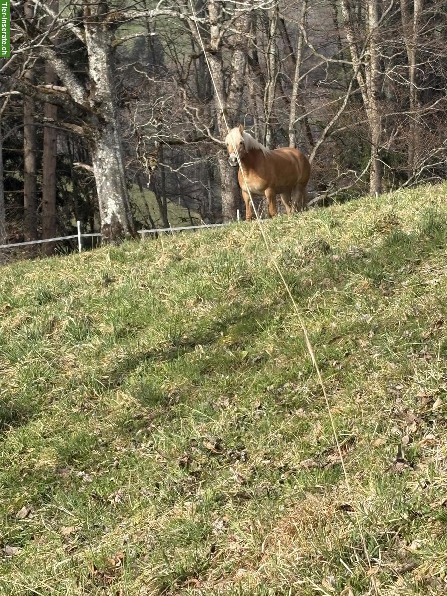 Bild 3: Pferdehaltung, biete Platz für 1-2 Pferde