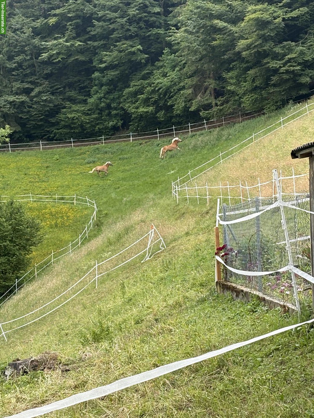 Bild 5: Pferdehaltung, biete Platz für 1-2 Pferde
