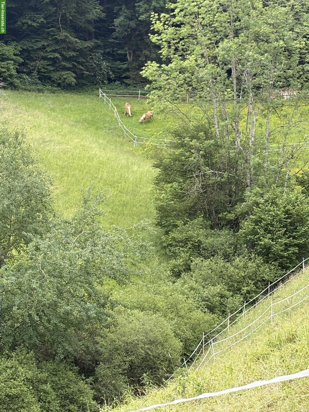 Bild 6: Pferdehaltung, biete Platz für 1-2 Pferde