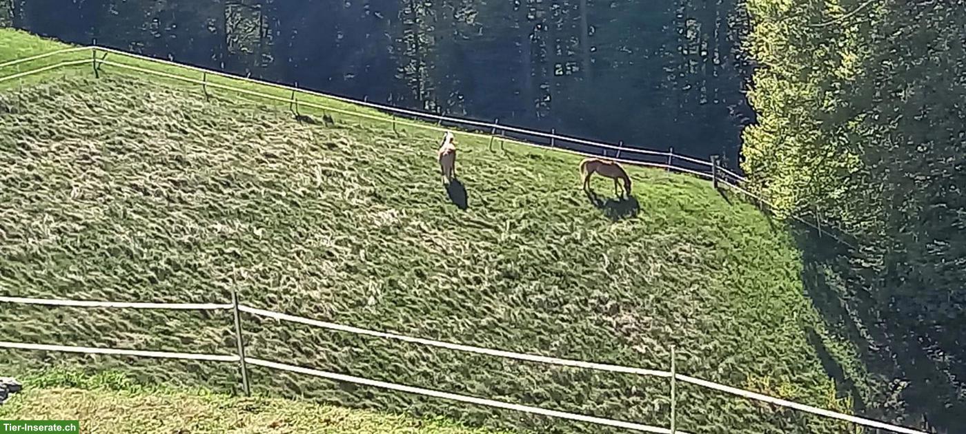 Bild 7: Pferdehaltung, biete Platz für 1-2 Pferde