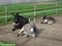 Eselliebhaber/innen gesucht, Stallarbeit, Pflege, Therapie