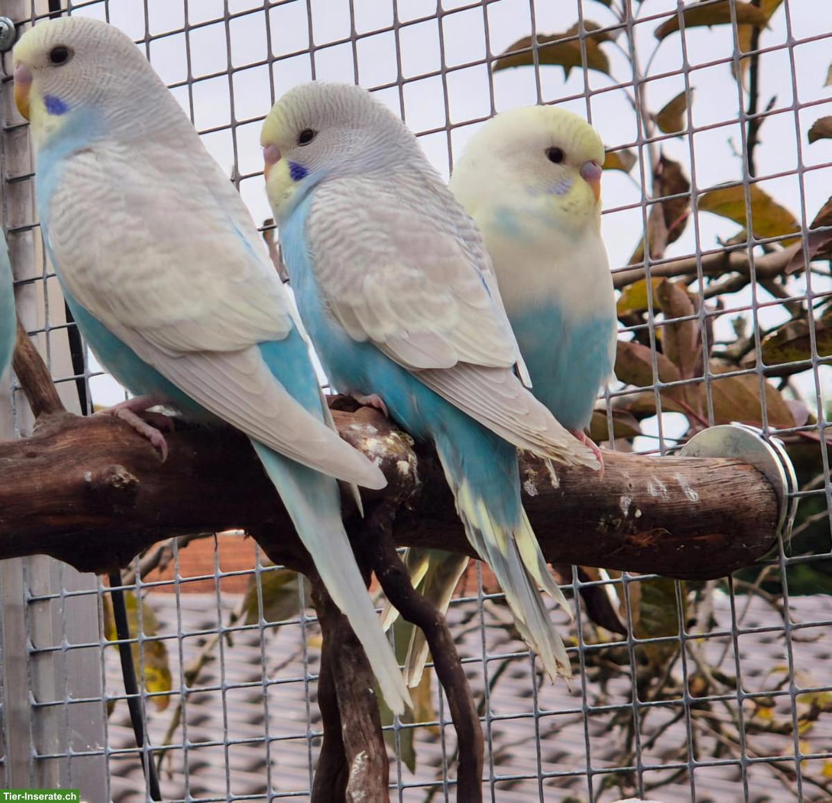Wellensittiche: Rainbow m/w zu verkaufen