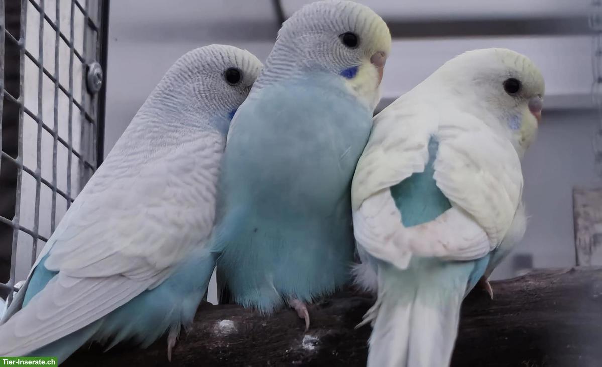 Bild 2: Wellensittiche: Rainbow m/w zu verkaufen