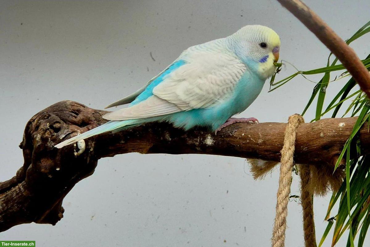 Bild 3: Wellensittiche: Rainbow m/w zu verkaufen