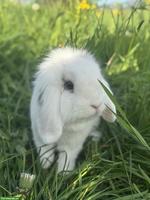 Zwergkaninchen mit Stall, Futter, Kaninchenhaus