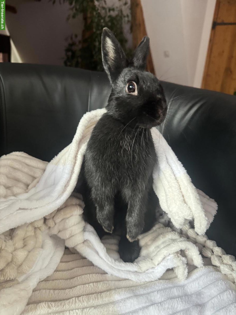 Bild 2: Zwergkaninchen mit Stall, Futter, Kaninchenhaus