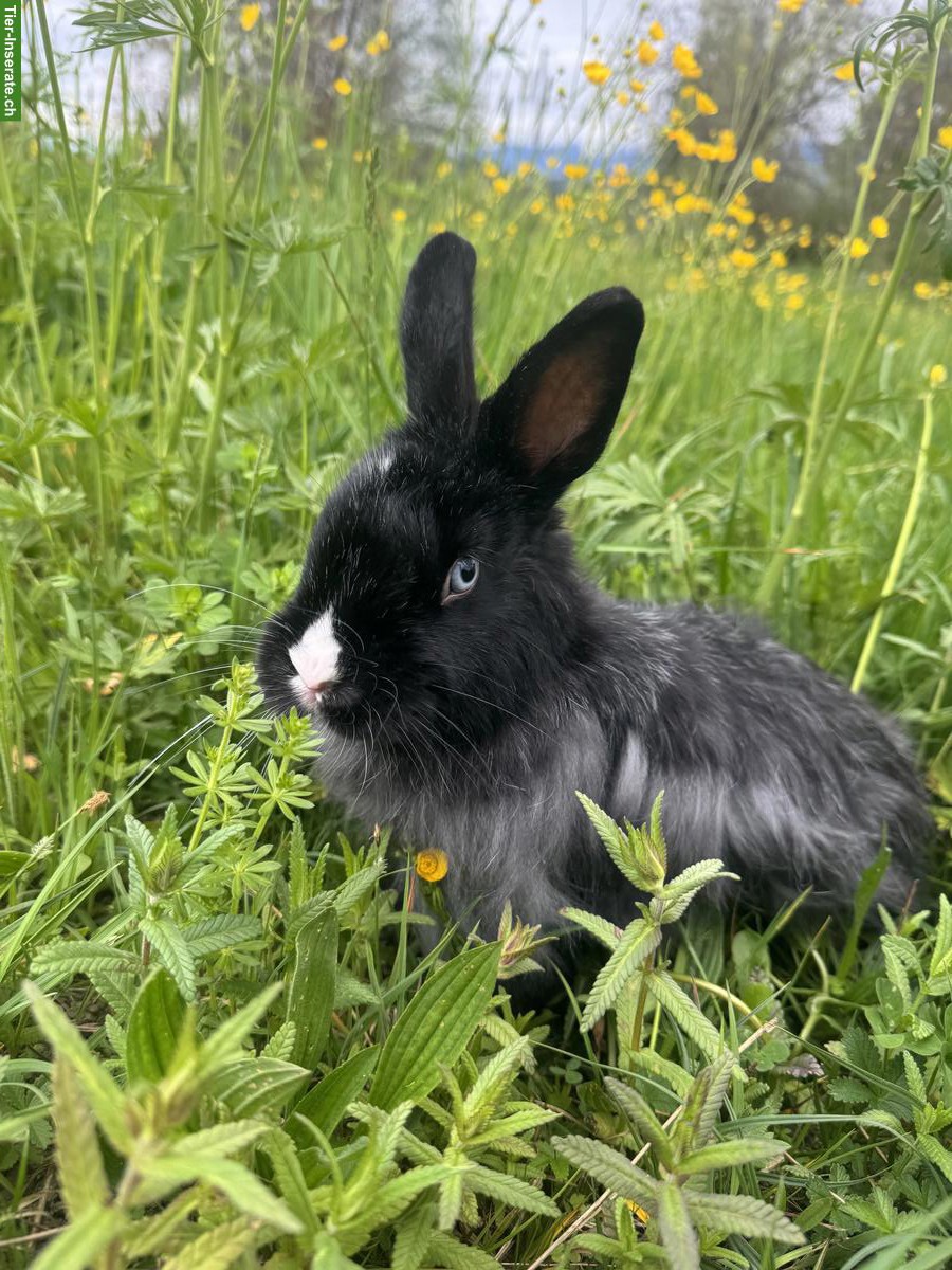 Bild 3: Zwergkaninchen mit Stall, Futter, Kaninchenhaus