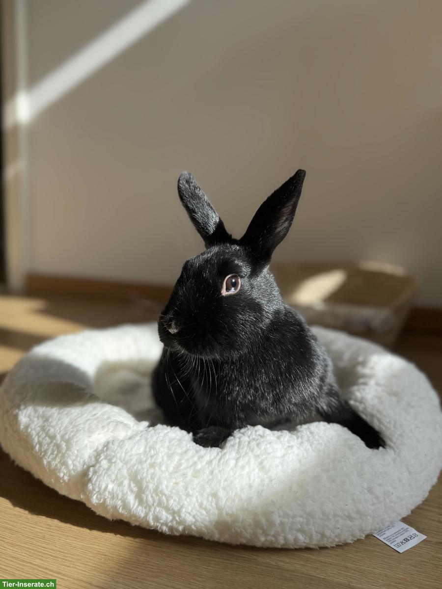 Bild 4: Zwergkaninchen mit Stall, Futter, Kaninchenhaus