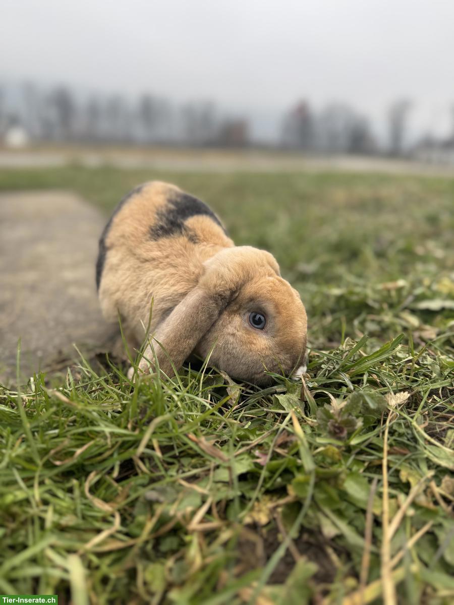 Bild 5: Zwergkaninchen mit Stall, Futter, Kaninchenhaus